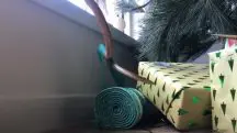 cobra árvore de natal austrália