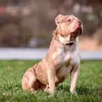 cão proibido no reino unido