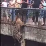 onça escala