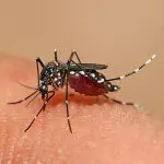 Aedes aegypti_dengue