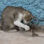 meme gatos predador caçador