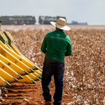 Transgênicos | Trabalhador em lavoura de algodão, em Mato Grosso | Foto: Divulgação/Governo de Mato Grosso
