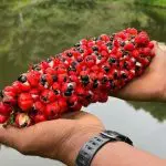 guaraná do brasil - a força do agro