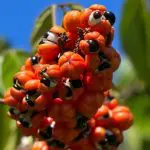 guaraná do brasil - instagram