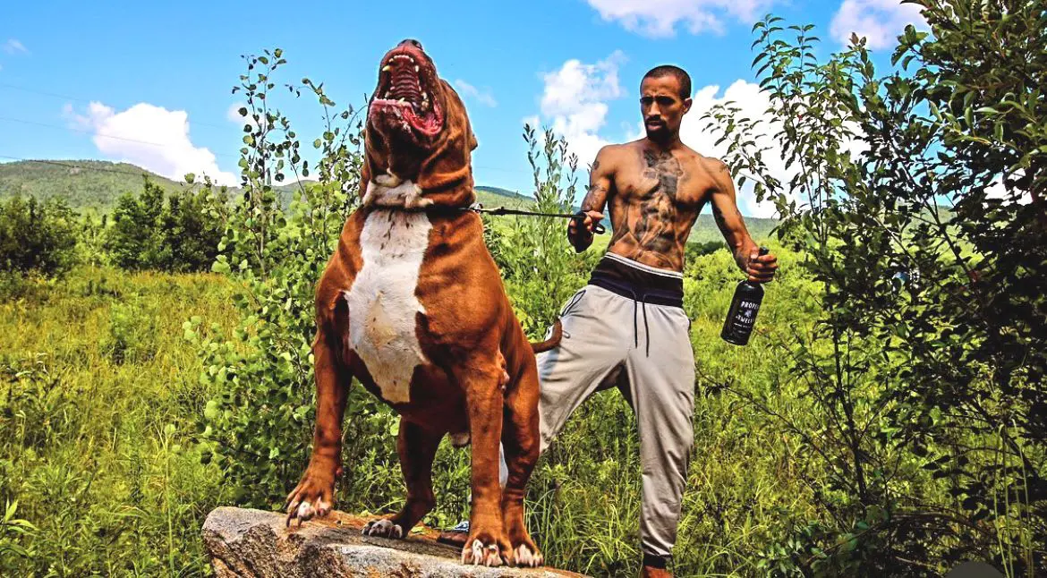Maior pitbull do mundo