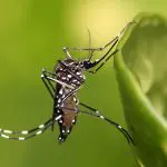 Aedes aegypti