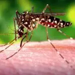 Aedes aegypti