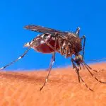 O Ministério da Saúde estima que o número de casos de dengue no país possa chegar a até 5 milhões em 2024 | Foto: Reprodução/Wikimedia Commons
