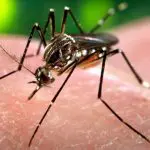 Aedes aegypti dengue