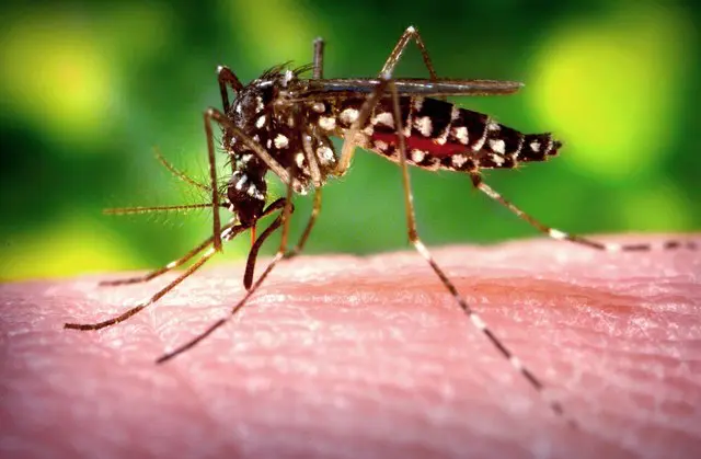 Aedes aegypti