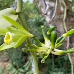 A planta de baunilha, fincada na árvore. As folhas são verdes claro e esccuro, com um pequeno broto da flor