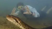 cobra gigante