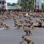 Macacos, Lopburi