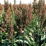 O sorgo é livre de glúten, rico em bioativos e tem vários benefícios para a saúde | Foto: Reprodução/Wikimedia Commons