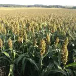 Sorgo | O Brasil é o oitavo maior produtor de sorgo | Foto: Reprodução/PlantNet Identify