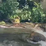 Sucuri