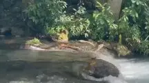 Sucuri