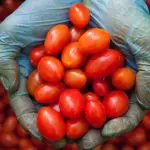 Tomate
