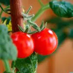 Tomate | O tomateiro é muito sensível ao clima, e o fruto não permite armazenamento prolongado | Foto: Reprodução/PXHere