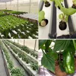 hidroponia - alimentos - a força do agro