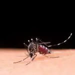 Dengue DF - O objetivo é evitar a proliferação de larvas do aedes aegypti, o mosquito vetor da dengue | Foto: Reprodução/Freepik