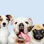 cachorros longevidade | De acordo com os resultados gerais, raças de pequeno porte e com focinho mais longo, ou dolicocefálicas, segundo especialistas, tendem a viver mais. Em média, 13,3 anos | Foto: Reprodução/Freepik