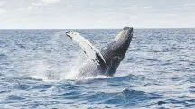 criaturas gigantes