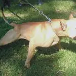 Advogado morre ao ser atacado por um pitbull em SP