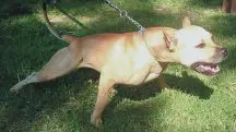 Advogado morre ao ser atacado por um pitbull em SP