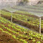 Colunas de terra com plantações de alface, rodeadas de torneiras que despejam água nas folhas