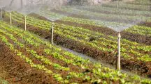 Colunas de terra com plantações de alface, rodeadas de torneiras que despejam água nas folhas