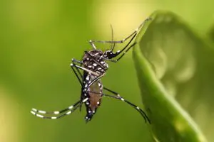 Mosquito da dengue aedes aegypti