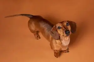 Cachorro "salsicha" marrom