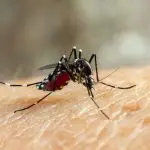 Ao todo, 129 mil postos de trabalho podem ser perdidos com a epidemia de dengue | Foto: Divulgação/Freepik