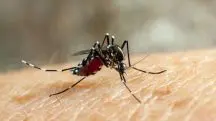 Ao todo, 129 mil postos de trabalho podem ser perdidos com a epidemia de dengue | Foto: Divulgação/Freepik