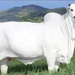 Vaca livro recordes