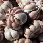 alho - a força do agro