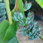 banana azul - a força do agro