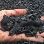 biocarvão