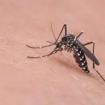 Aedes aegypti, o mosquito da dengue