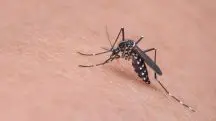 Aedes aegypti, o mosquito da dengue