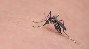 Aedes aegypti, o mosquito da dengue