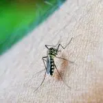 Aedes Aegypti; dengue