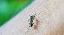 Aedes Aegypti; dengue