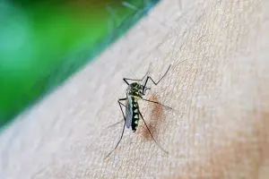 Aedes Aegypti; dengue