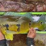 peixe tucunaré