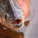 piranha tietê | Os bombeiros orientaram a ida ao pronto-socorro para atendimento médico | Foto: Reprodução/Redes sociais