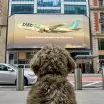 Bark Air, companhia aérea para cães