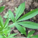 Os alemães poderão cultivar até 50 gramas e ter três plantas de maconha por adulto, em sua residência | Foto: Reprodução/Twitter/X