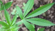 Os alemães poderão cultivar até 50 gramas e ter três plantas de maconha por adulto, em sua residência | Foto: Reprodução/Twitter/X